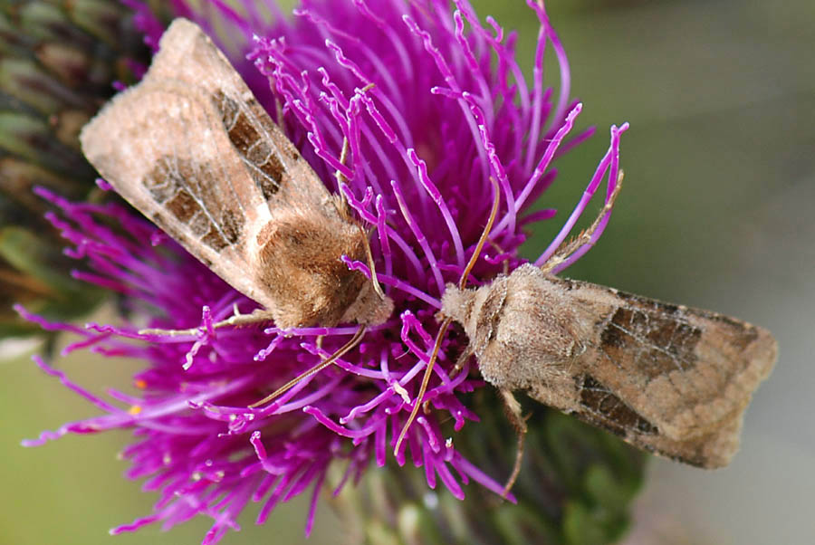 Falena da id. : Chersotis cuprea